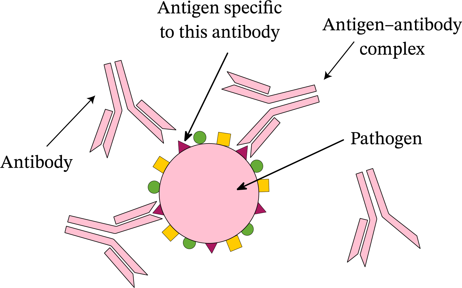 Antibody Antigen