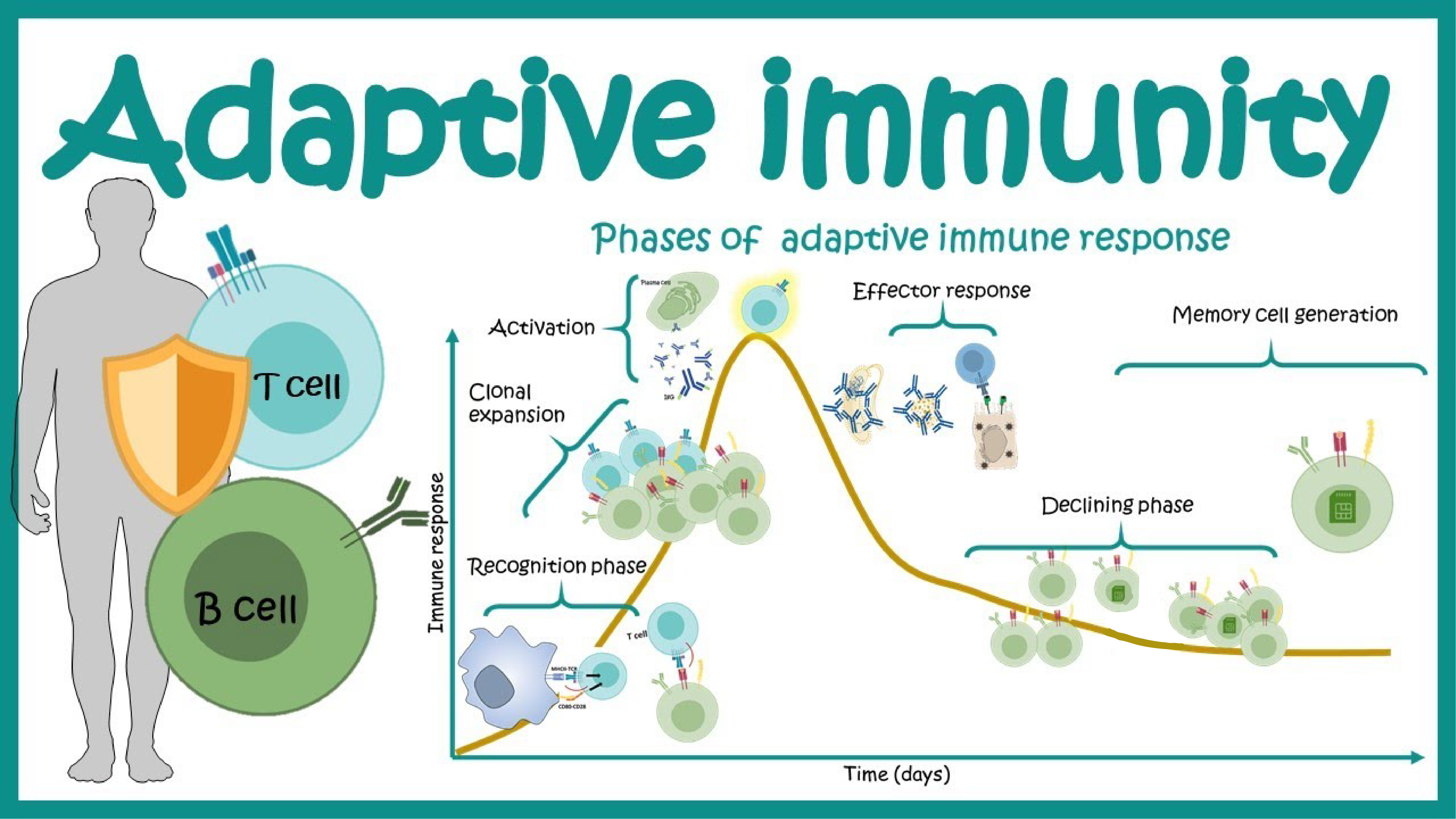 Adaptive Immune Response